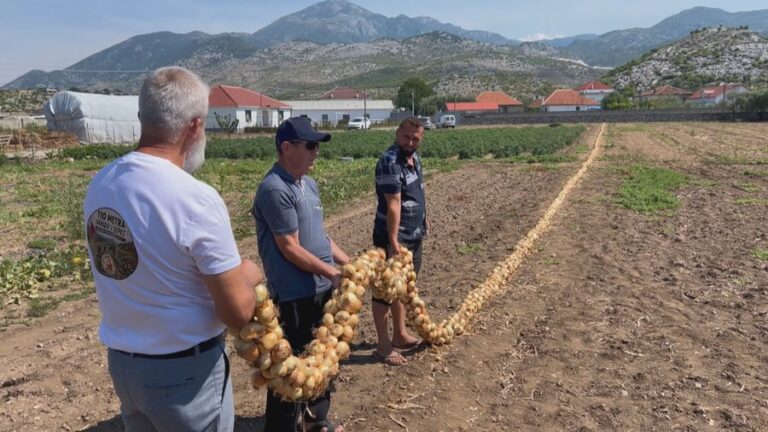 110 metra vargu më i gjatë me qepë të Postribës