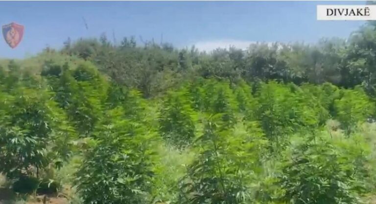 Dyshohet se lejuan kultivimin e lëndëve narkotike, AMP nis hetim ndaj zinxhirit komandues të komisariatit të Divjakës