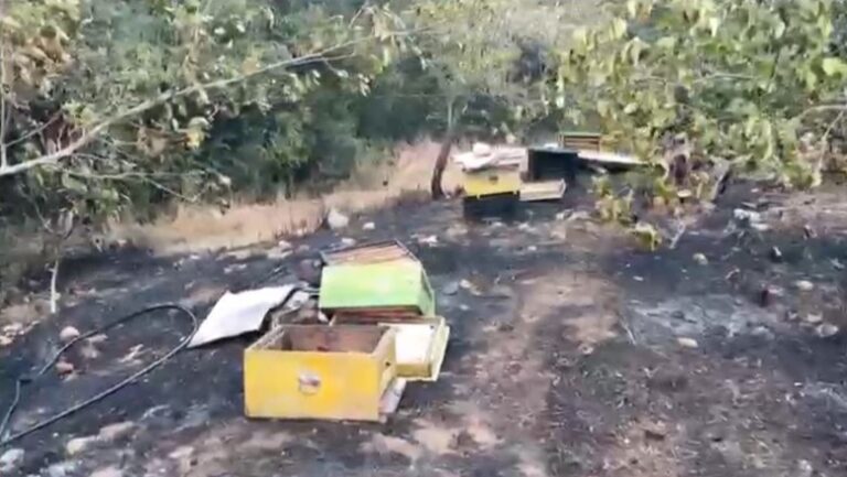 Zjarri në Vranisht djeg hektarë me ullinj dhe koshere bletësh