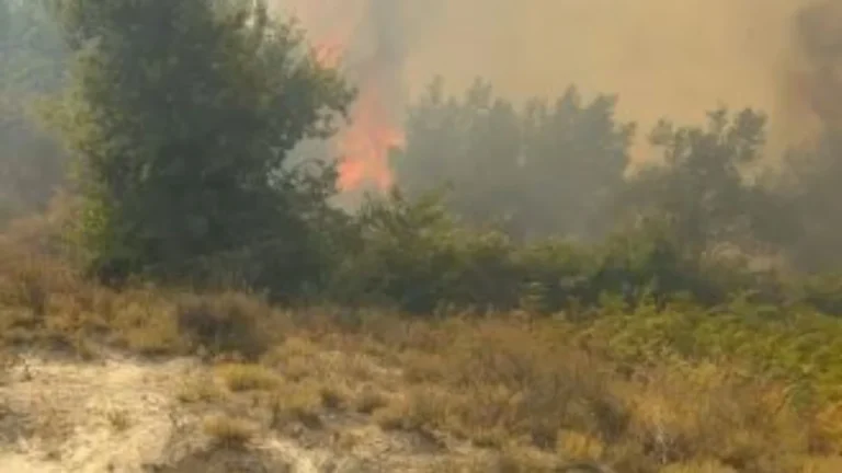Zjarr i madh në Drenovë të Mallakastrës, flakët përfshijnë ullishtet