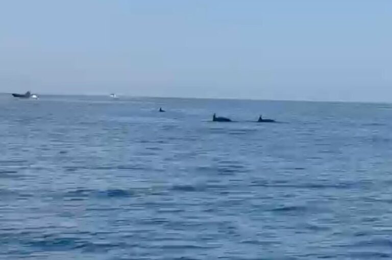 Delfinët befasojnë pushuesit në Drimadhes, shfaqje magjepsëse pranë bregut
