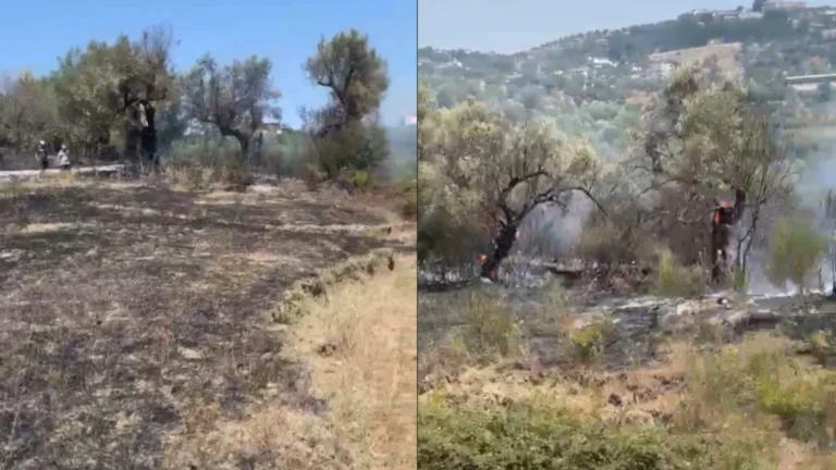 Zjarr në Novoselë, flakët përfshijnë ullishtet në Trevllazër