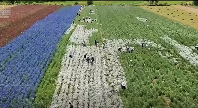 Rama ndan pamjet: Bimët aromatike dhe mjekësore, potencial në rritje për bujqësinë shqiptare