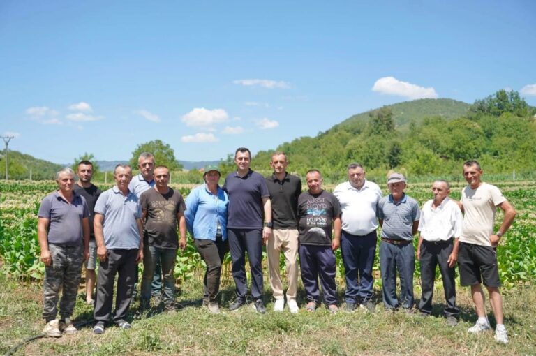 Qerreti rikthen traditën e duhanit, shtohen fermerët dhe sipërfaqet e kultivuara