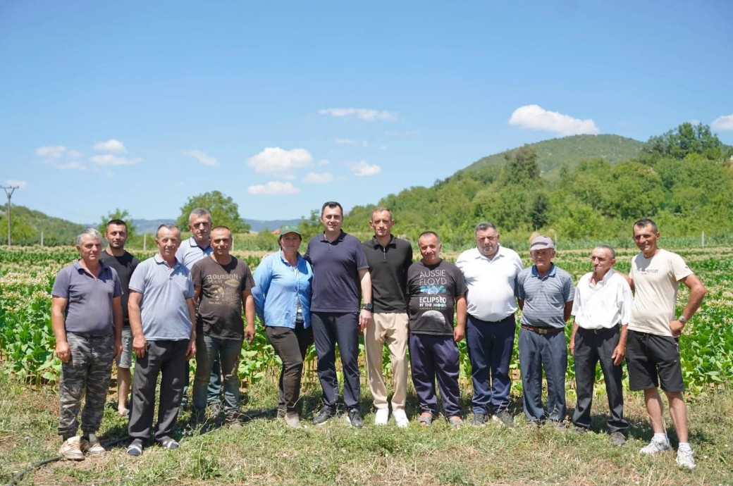 Qerreti rikthen traditën e duhanit  shtohen fermerët dhe sipërfaqet e kultivuara