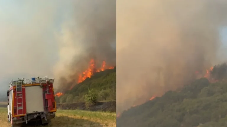 Zjarri përfshin vreshta e ullishte në Mallakastër, evakuohen banorët