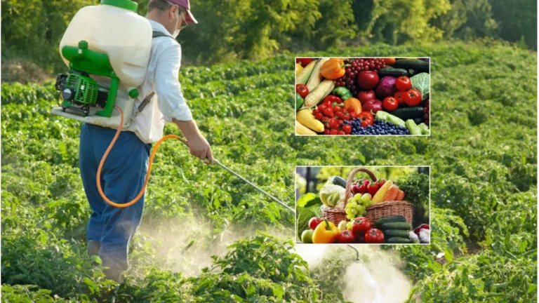 Pesticidet në fruta e perime/ Agronomët kërkojnë protokoll të ri dhe përdorim të preparateve me karencë të shkurtër