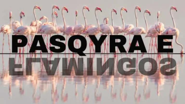 Rama për “Flamingo Mirror”: 127 mijë kërkime në orët e para dhe 122 sulme kibernetike