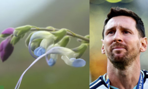 Messi pushton edhe botën bimore, një specie e re në Andet peruane merr emrin e tij